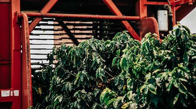Single Origin: Ciasu Peaberry Field Blend (250g)
