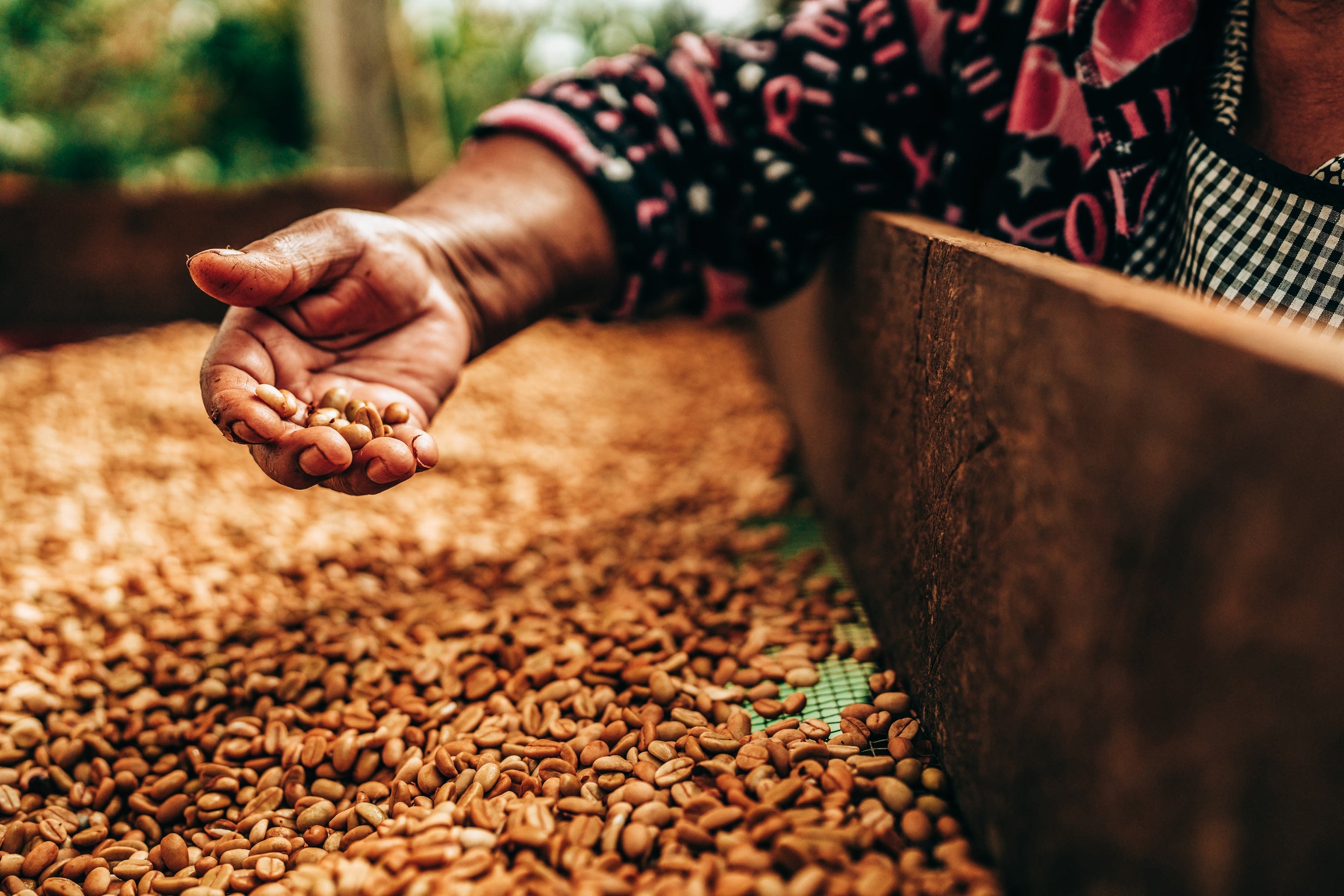 Decaf: Single Origin: Mountain Water Quetzal (250g)