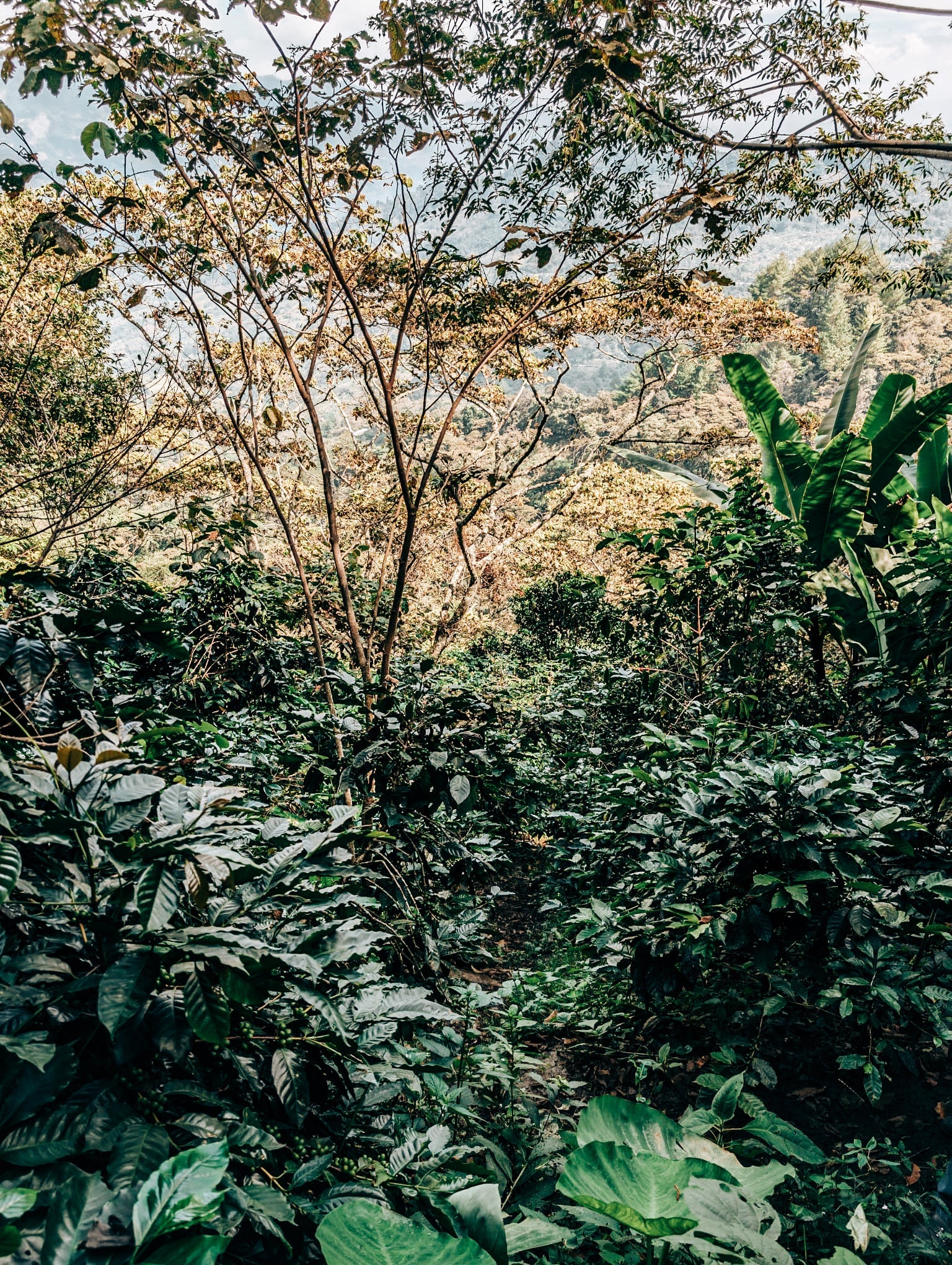 Decaf: Single Origin: Mountain Water Quetzal (250g)