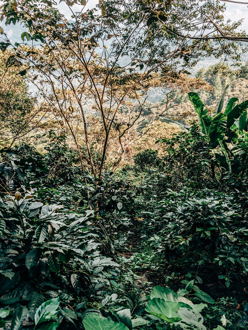 Decaf: Single Origin: Mountain Water Quetzal (250g)
