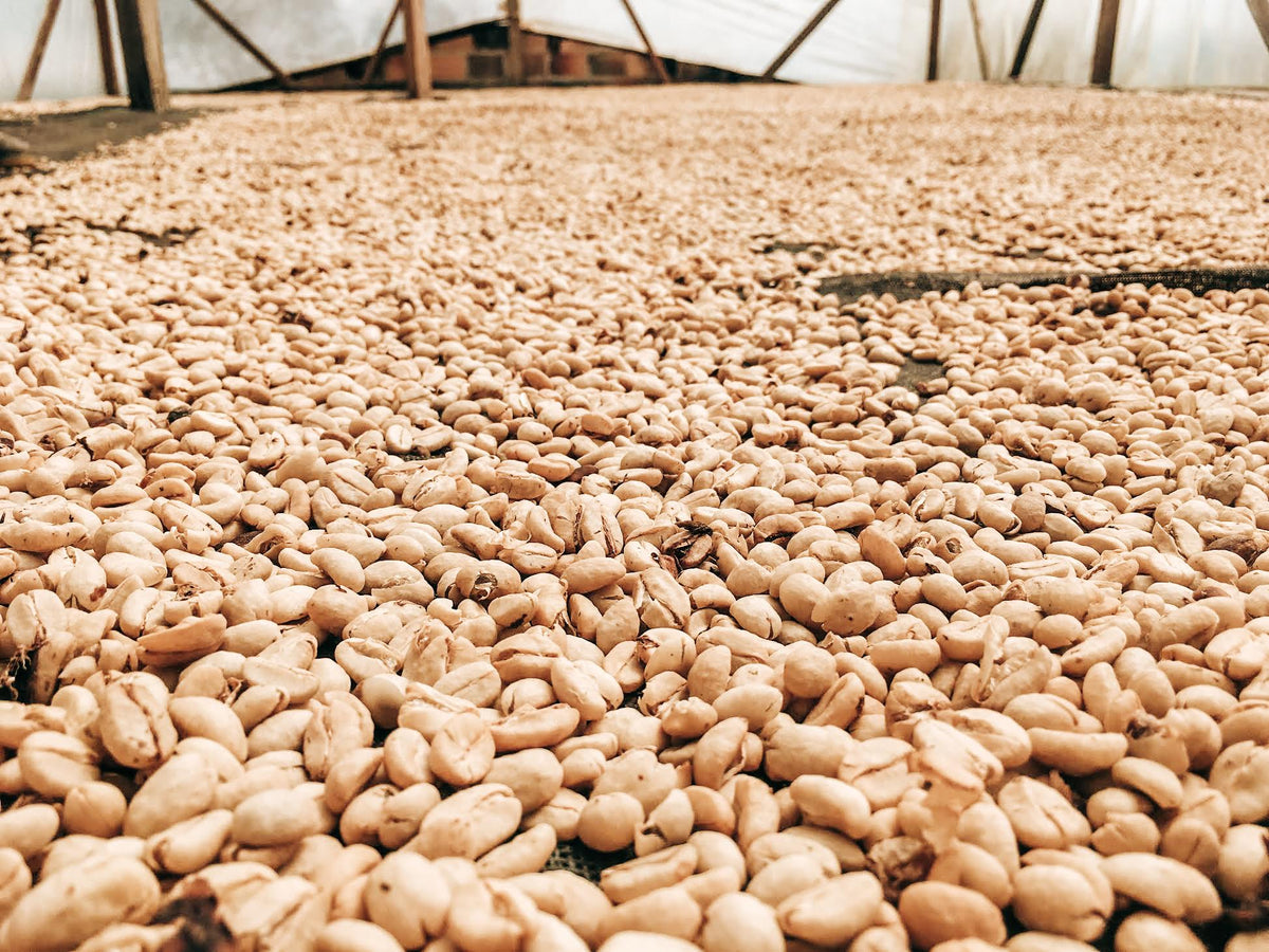 Single Origin: Timana Community - Washed Castillo (250g)