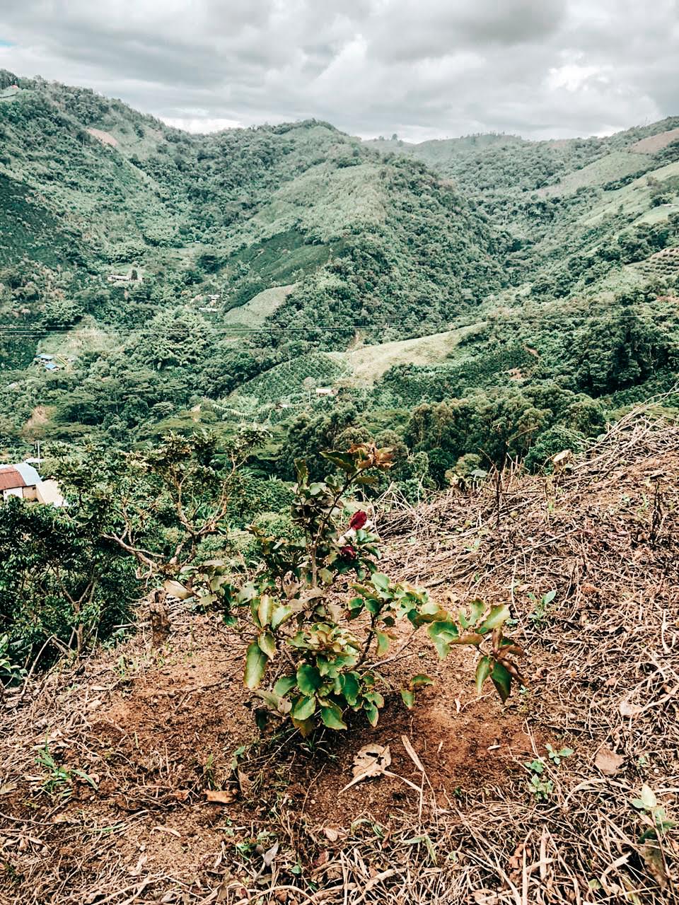 Single Origin: Timana Community - Washed Castillo (250g)